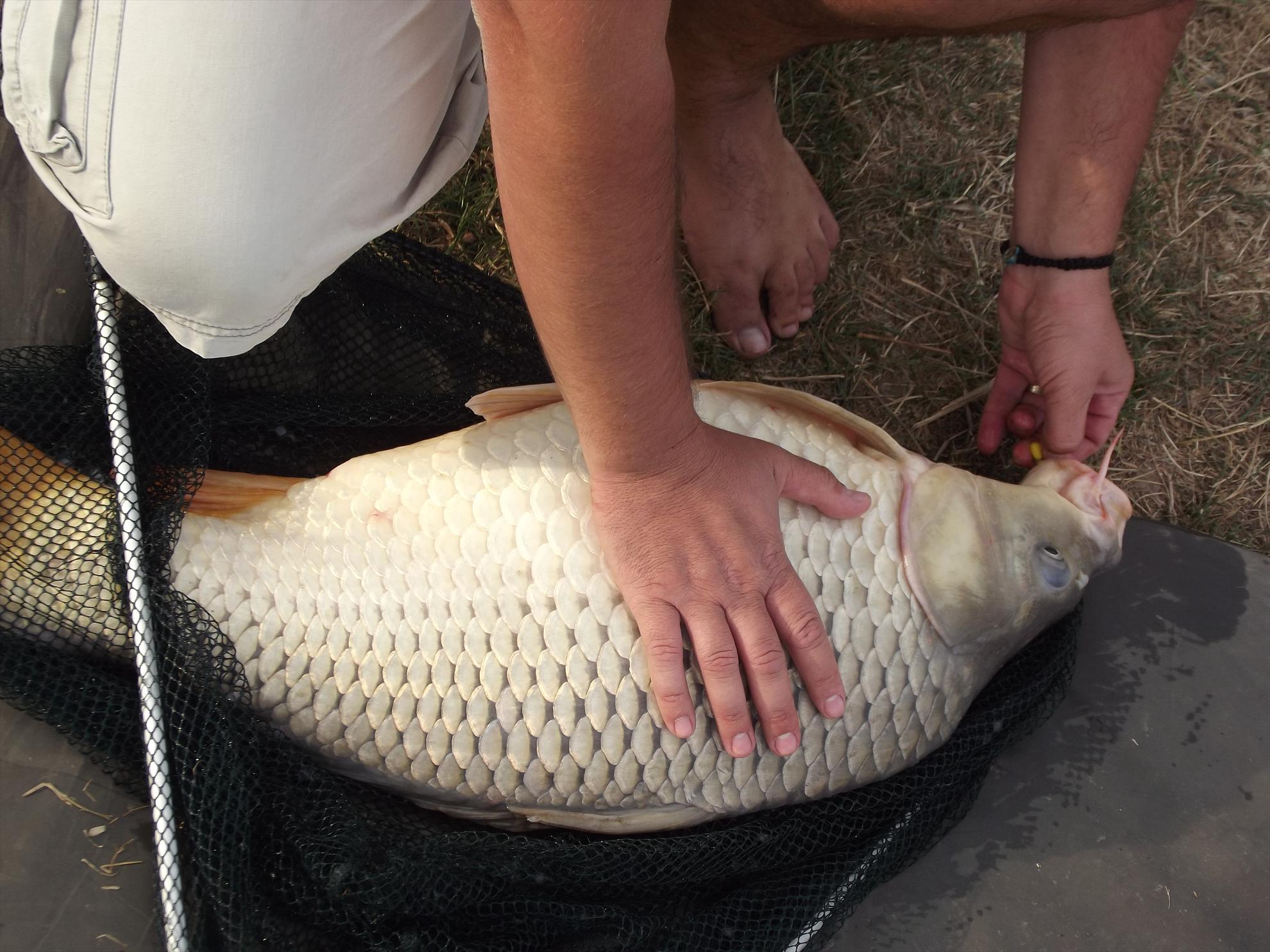 M.Vlasiei 2011 - dscf0468.JPG